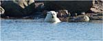 077. Polar bear in the water