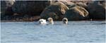 079.Polar bear floating on his back