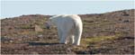 081. Polar bear