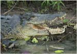 008. Croc at Yellow Waters