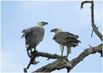 010. White Bellied Sea Eagles at Yellow Waters