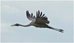 017. Brolga flying home in the late afternoon