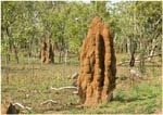 020. Termite mounds beside the Kakadu Highway