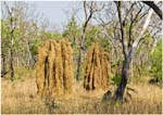 021. Termite mounds beside the Kakadu Highway