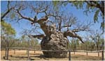 069. The Prison Boab Tree