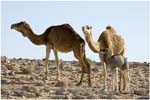 037. Camels near Ghadames