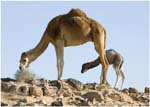 038. Camels near Ghadames