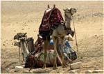 068. Camels at Giza