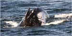 001. Humpback whale migrating north past Port Macquarie