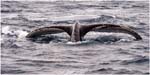 004. Humpback whale in Hervey Bay