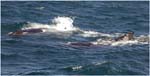 008. Two humpbacks in Hervey Bay