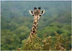 001. Our safari begins with the sighting of a giraffe