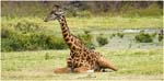 003. Giraffe resting, Arusha