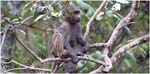 004. Baby baboon, Arusha