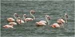 007. Greater flamingoes, Arusha 