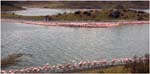 008. Flamingoes at Big Momella Lake, Arusha
