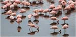 010. Flamingoes on Big Momella Lake, Arusha