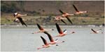 012. Flamingoes at Big Momella Lake, Arusha