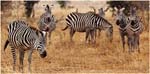 016. Zebras, Tarangire 