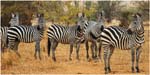 017. Zebras, Tarangire