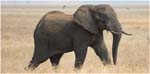 021. Elephant, Tarangire