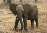 022. Baby elephant, Tarangire