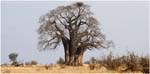 025. Baobab tree, Tarangire