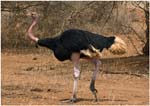 030. Ostrich, Tarangire