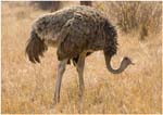 031. Ostrich, Tarangire