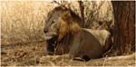 035. Lion, Tarangire