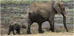 038. Elephants, Tarangire