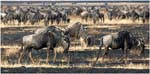 045. Wildebeest, Ngorongoro National Park