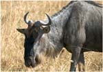 046 Wildebeest, Ngorongoro