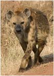 047. Spotted Hyena, Ngorongoro
