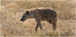 048. Spotted Hyena, Ngorongoro