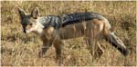 049. Silver backed jackal, Ngorongoro