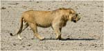 050. Lion, Ngorongoro
