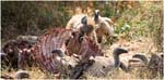 052. Hyena and vultures at a kill, Ngorongoro