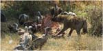 053. Hyenas and vultures at a kill, Ngorongoro