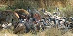 054 Hyenas and vultures at a kill, Ngorongoro