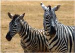 055. Zebras, Ngorongoro