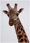 060. Giraffe, Serengeti National Park