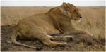 061. Lion, Serengeti