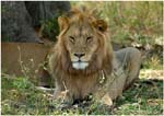 062. Lion, Serengeti