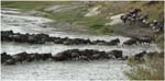 071. The migration crossing the Mara River