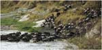 072. The migration crossing  the Mara River
