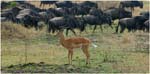 076. An impala watches the streams of wildebeest