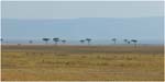 077. The northern Serengeti