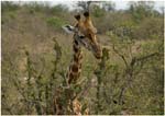 078. Giraffe in the northern Serengeti