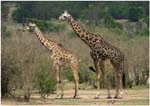 079. Giraffes, northern Serengeti